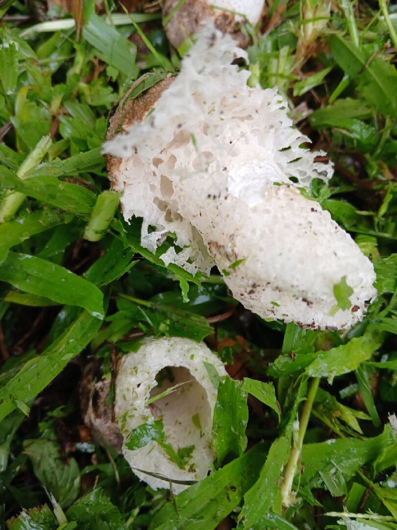 請教,這是什麼菇?能食用嗎?