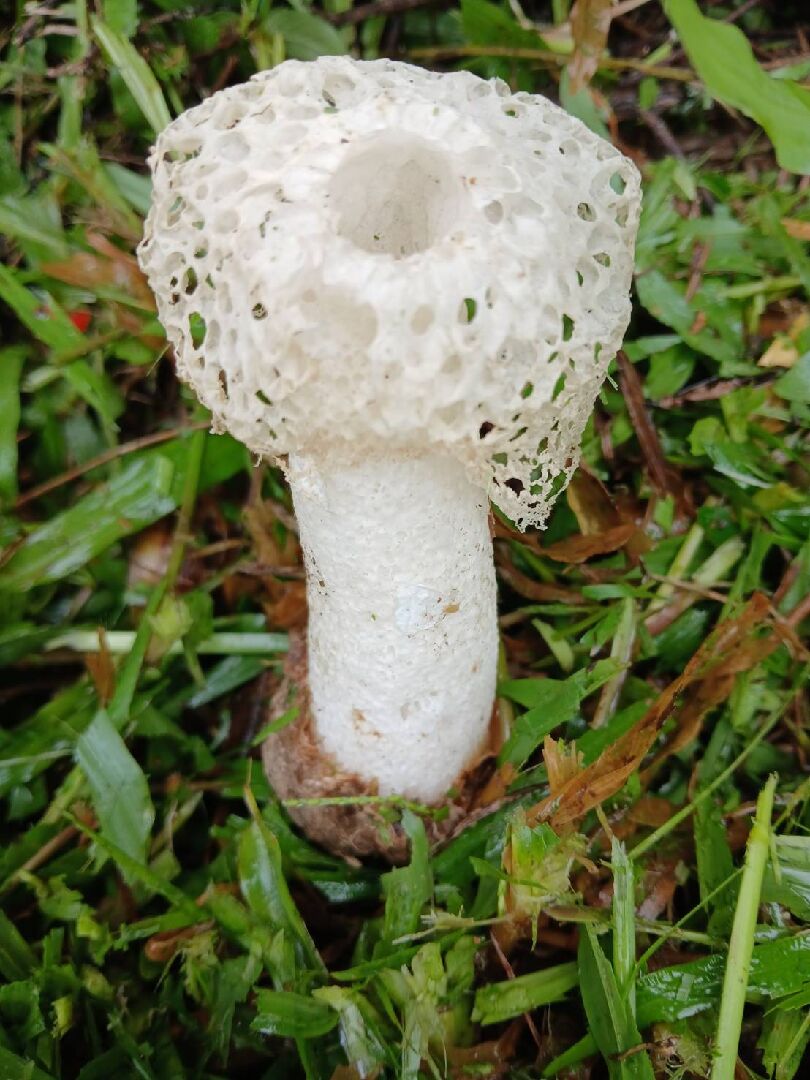 請教,這是什麼菇?能食用嗎?