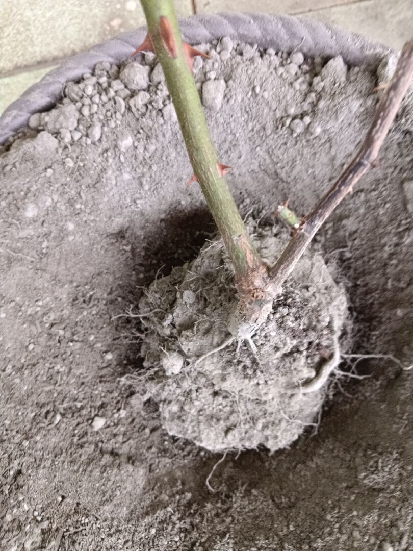 請問玫瑰根系狀況是否可繼續種植