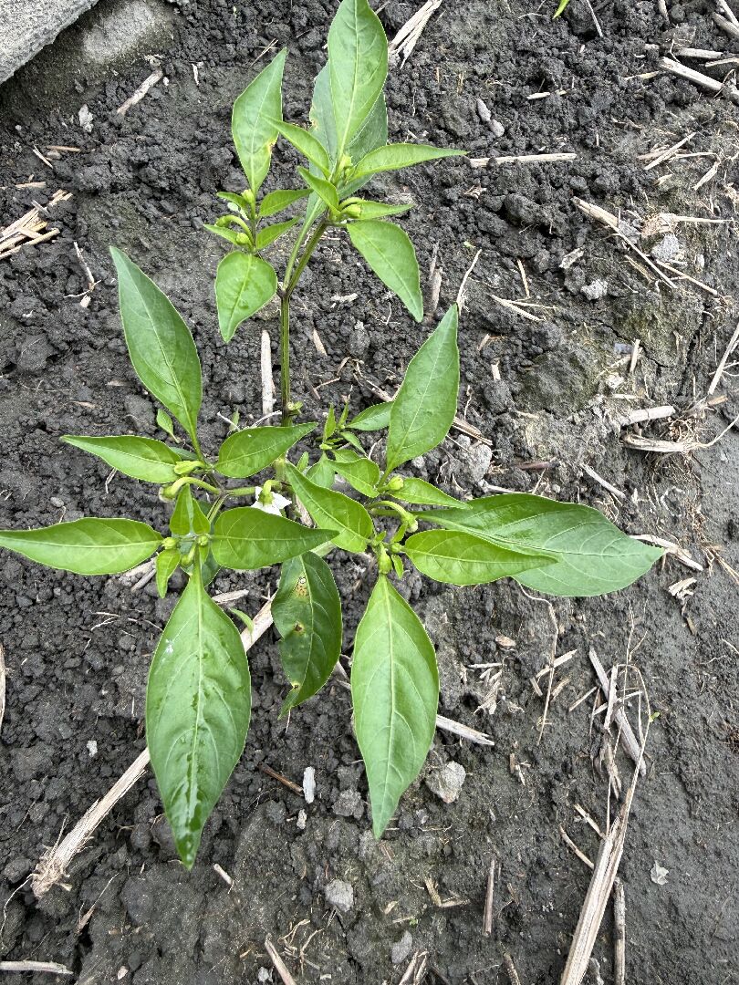 朝辣椒新同學