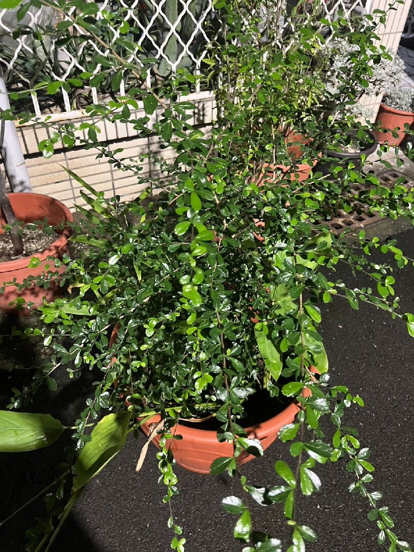 請問這是什麼植物?釋迦樹是否容易引來小動物?