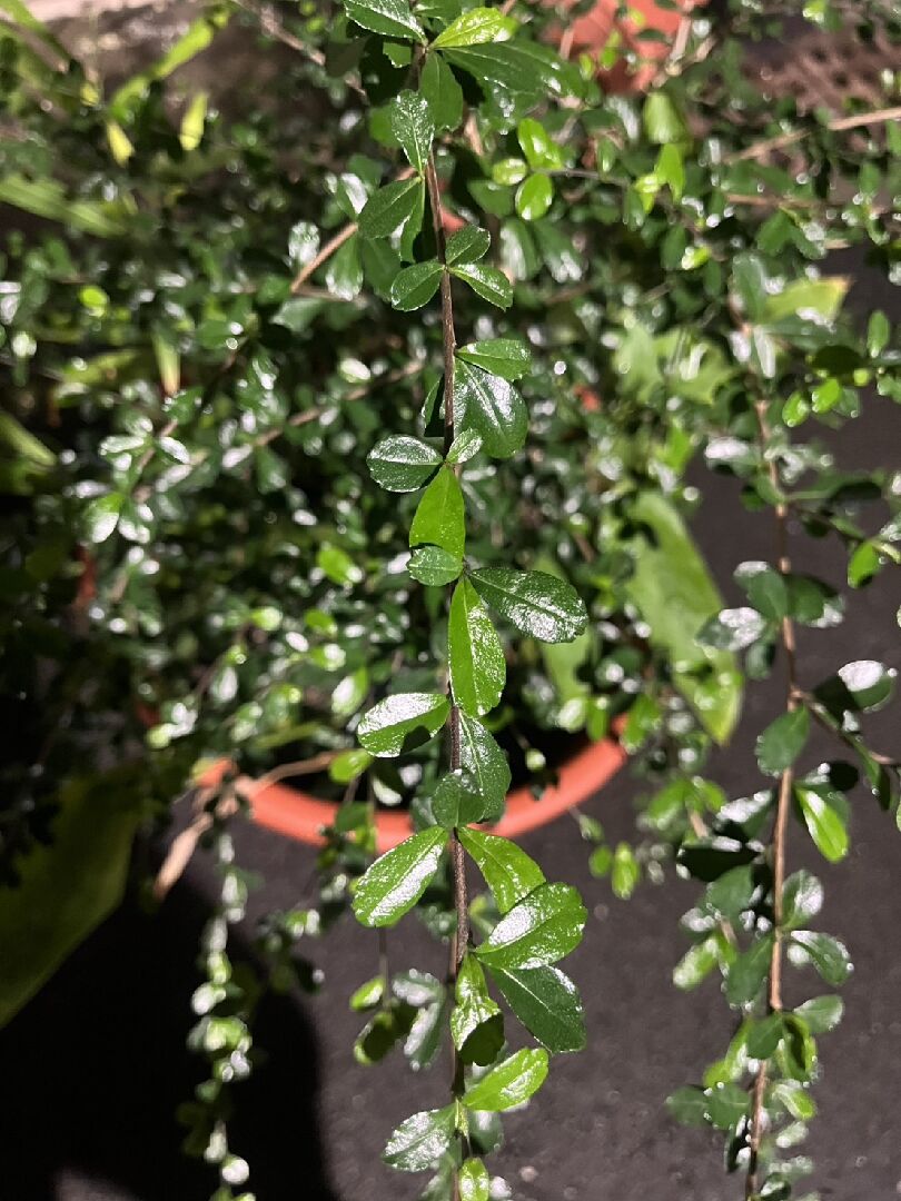 請問這是什麼植物?釋迦樹是否容易引來小動物?