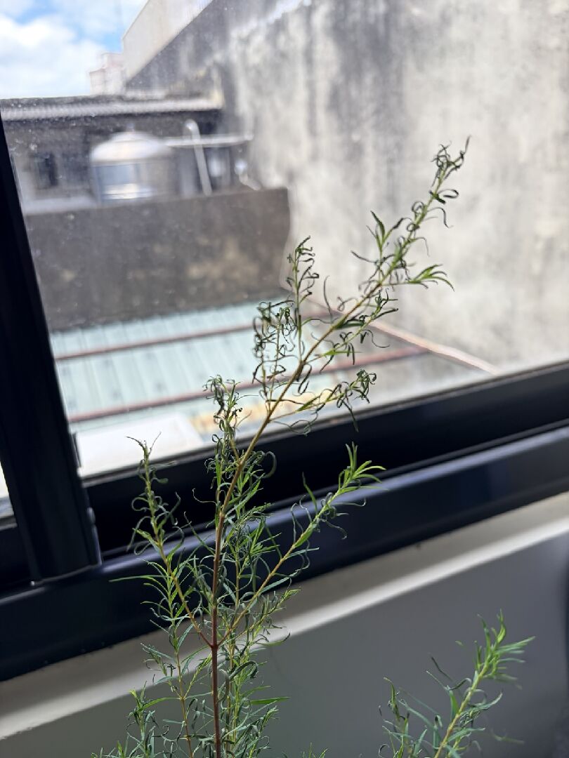 關於植物栽種問題