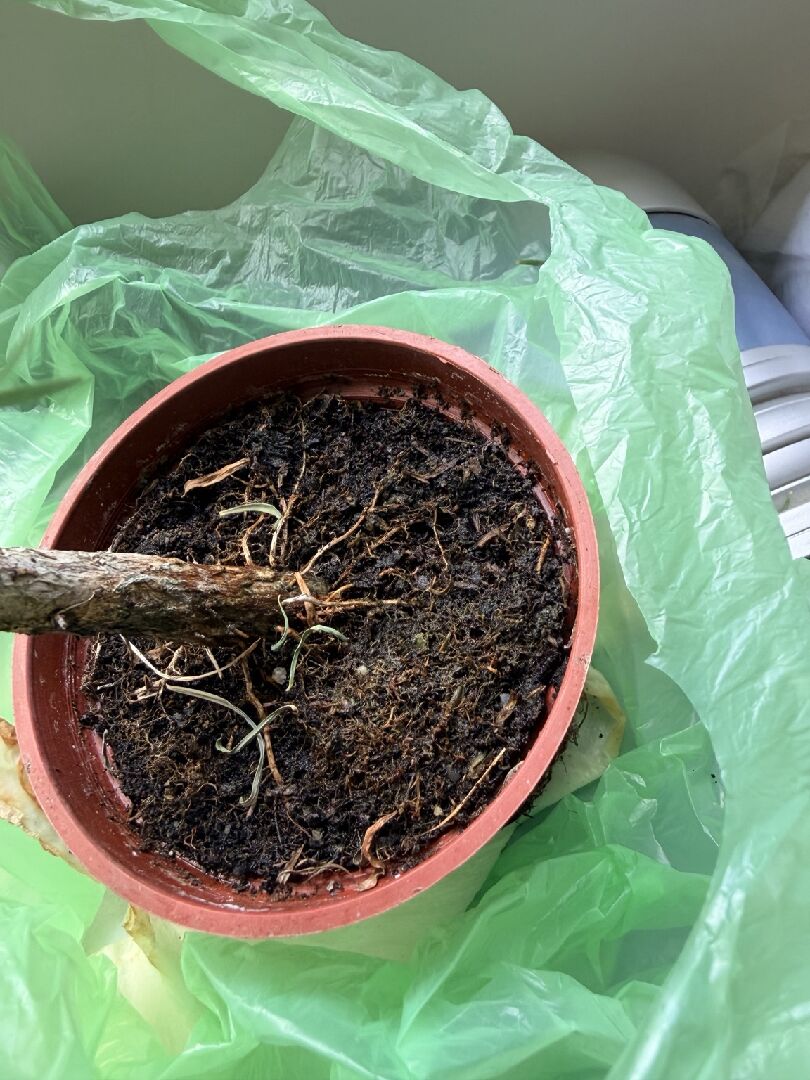 關於植物栽種問題