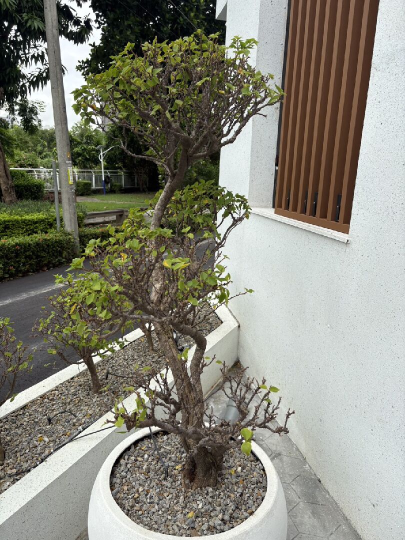 詢問九重葛噴灑複合銅後下大雨大量落葉是甚麼原因??