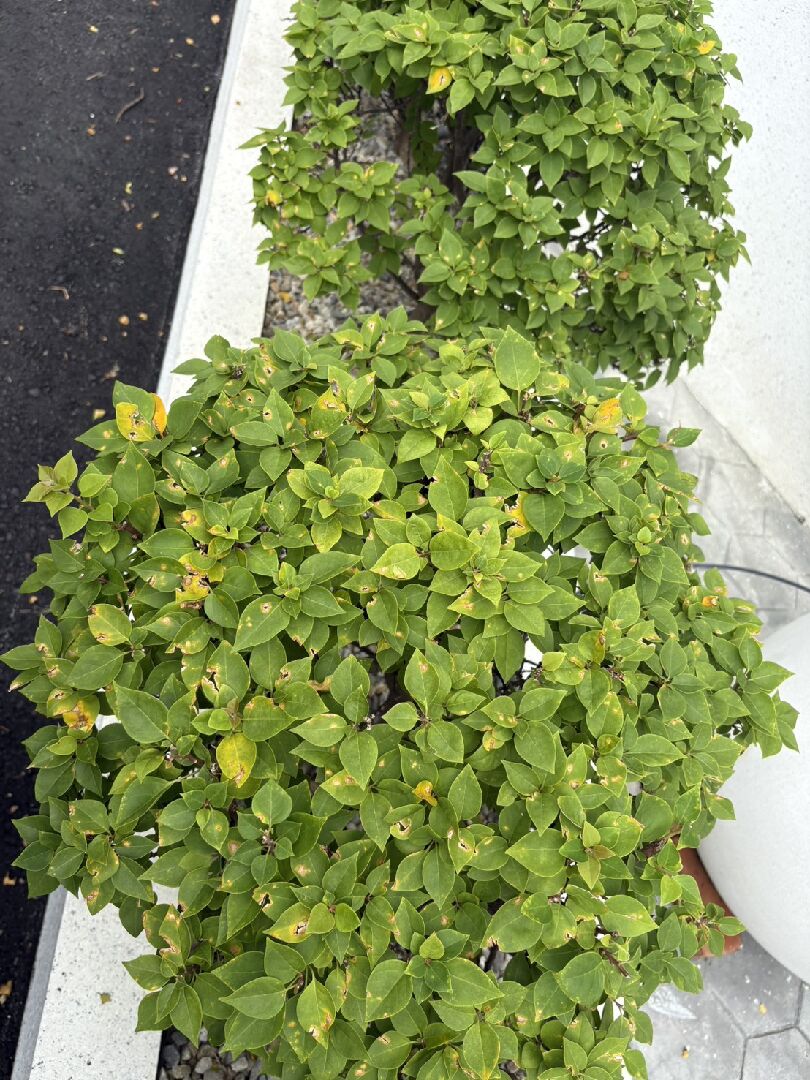 詢問九重葛噴灑複合銅後下大雨大量落葉是甚麼原因??