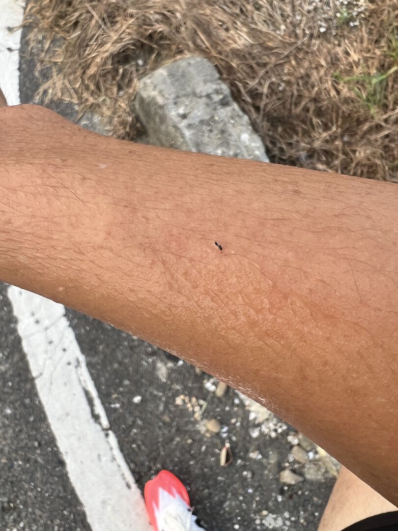在芳苑跑步身上都是這個蟲