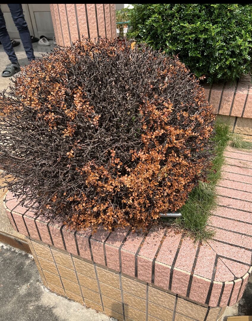 胡椒樹枯萎