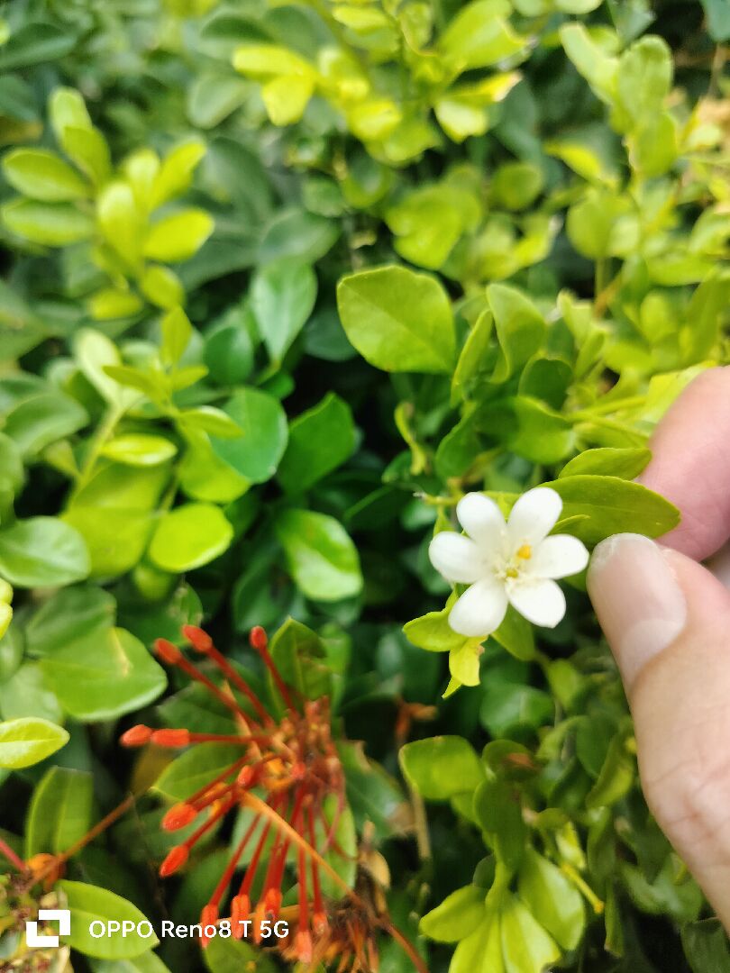 花的種類與家裡種植