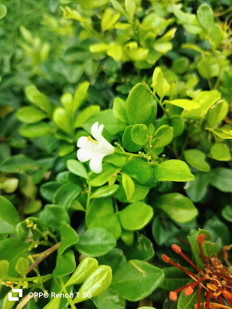 花的種類與家裡種植