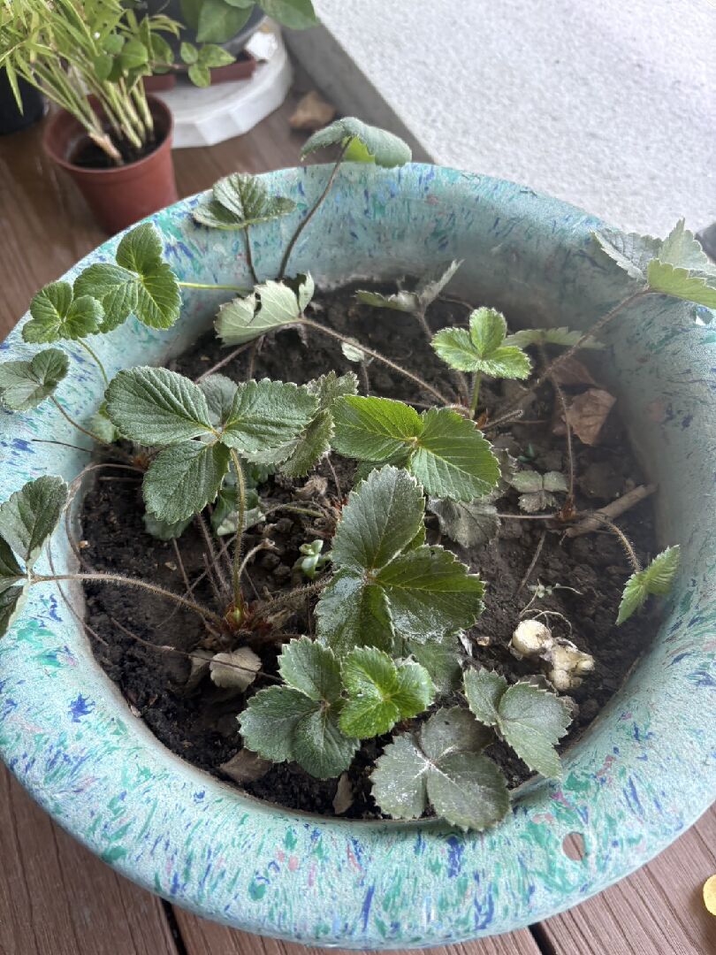 詢問草莓沒有結果實原因