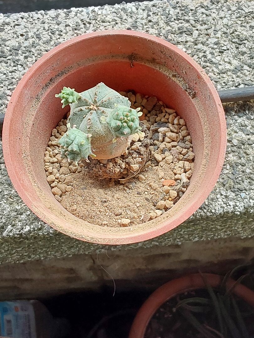 這株塊莖植物是那個品種