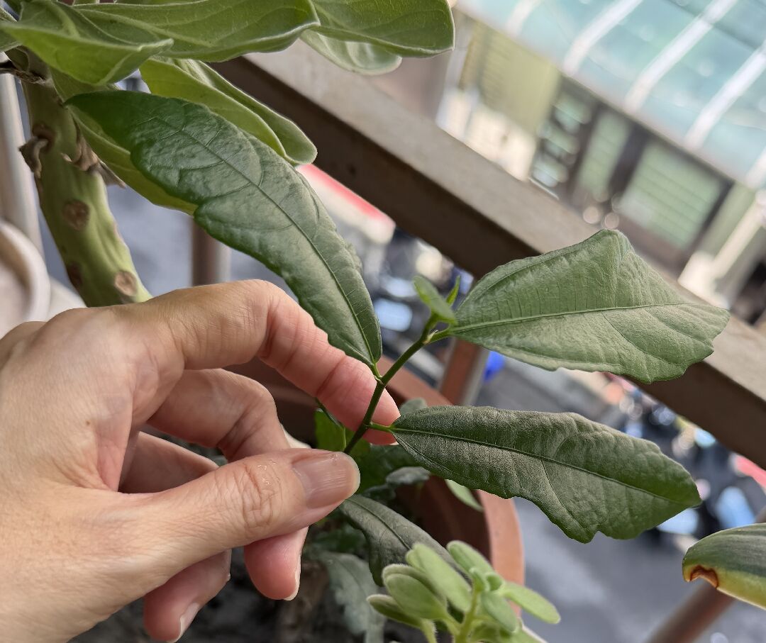 請問是什麼植物呢？