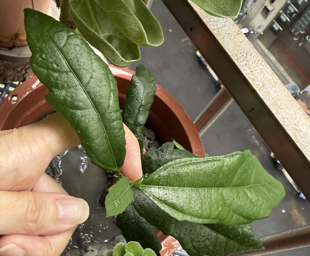 請問是什麼植物呢？