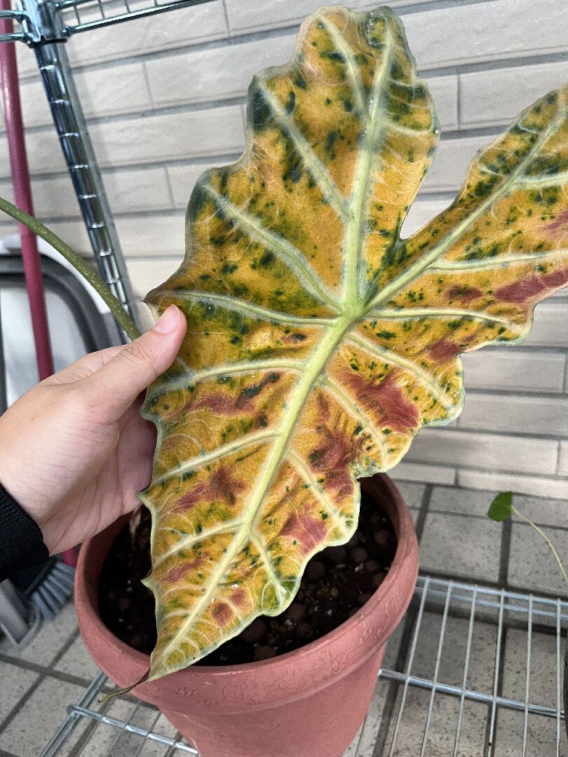 黑葉觀音蓮莖變軟且葉子發黃怎麼辦？