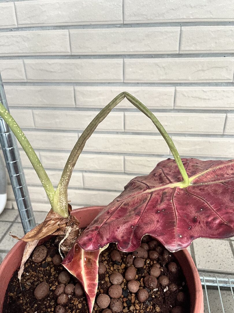 黑葉觀音蓮莖變軟且葉子發黃怎麼辦？