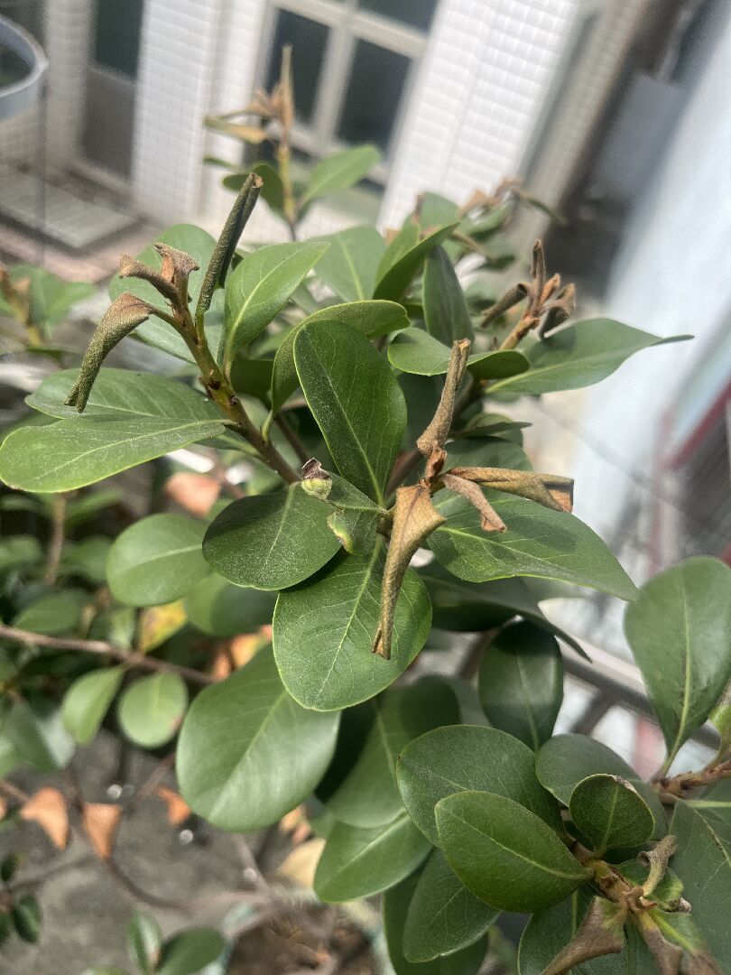 我的石斑木有葉片發黃、枯萎、小白點的現象