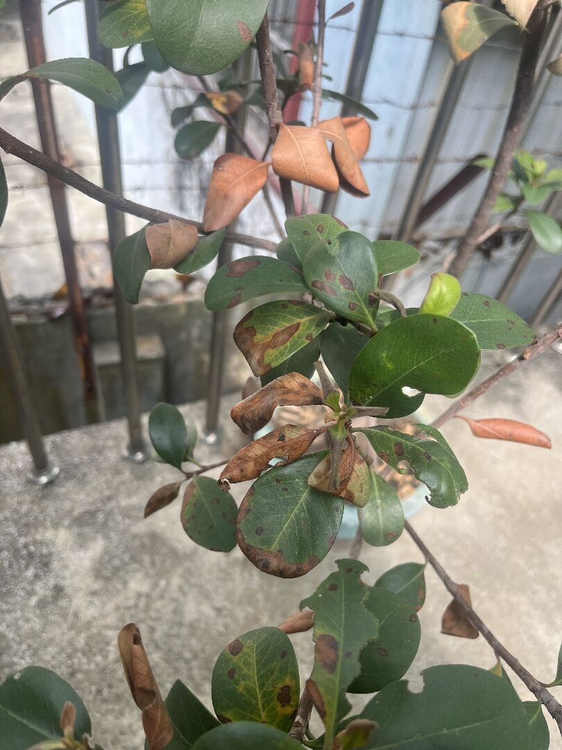 我的石斑木有葉片發黃、枯萎、小白點的現象