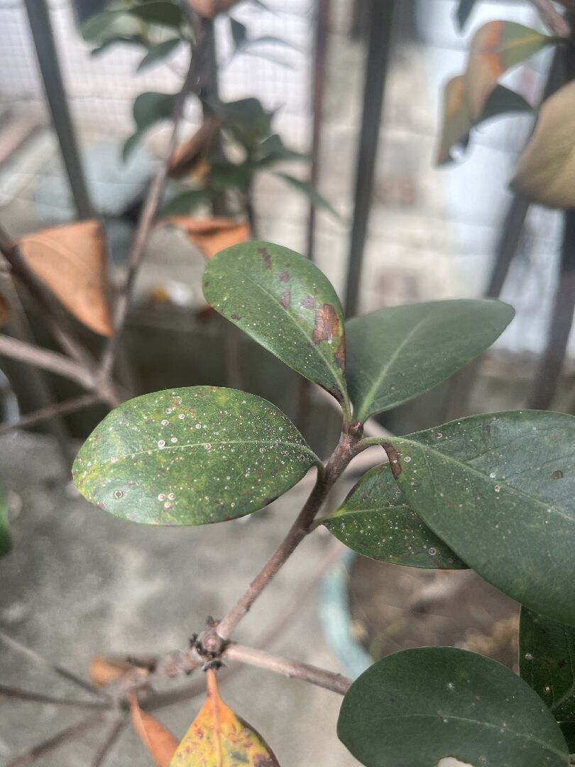 我的石斑木有葉片發黃、枯萎、小白點的現象