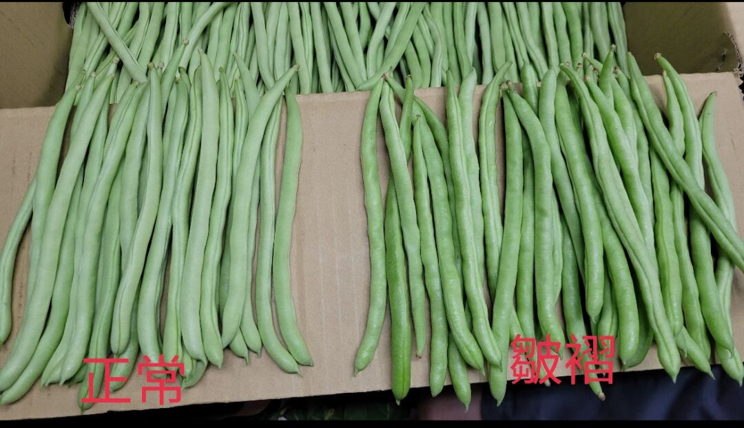 請問敏豆的表皮為什麼皺皺的