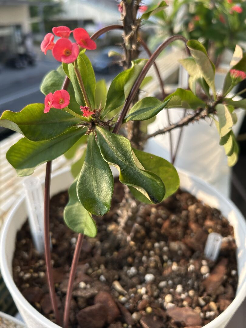 請問麒麟花葉片捲曲且葉片背面紅斑，該如何處理？