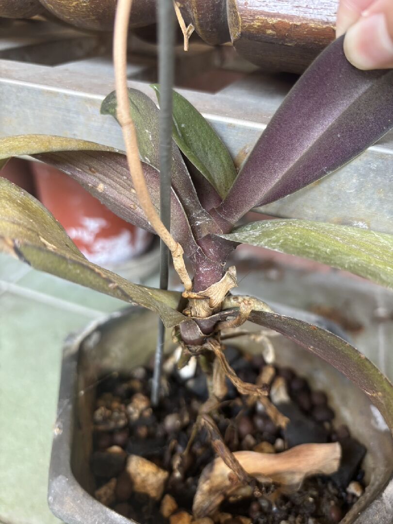 ~sos~蘭花看起來爛根怎麼救??