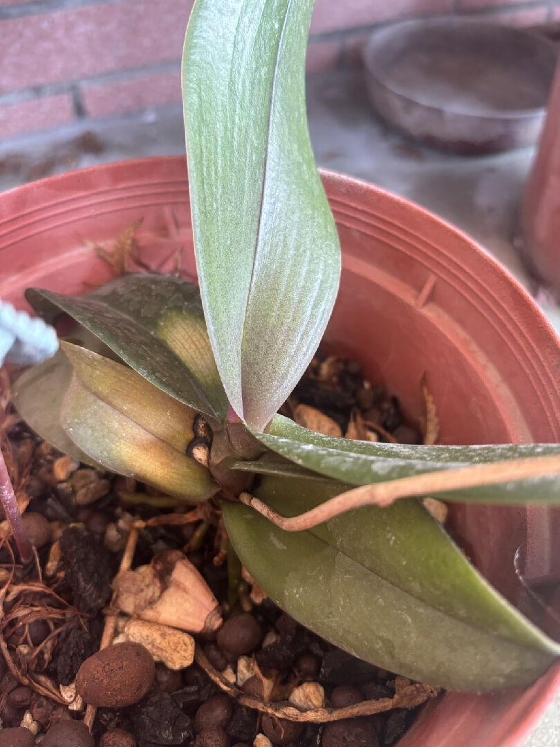 ~sos~蘭花看起來爛根怎麼救??