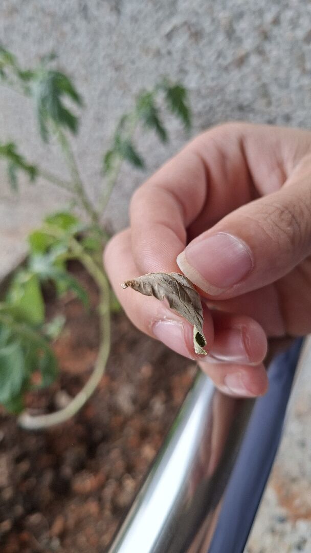 蕃茄枯萎