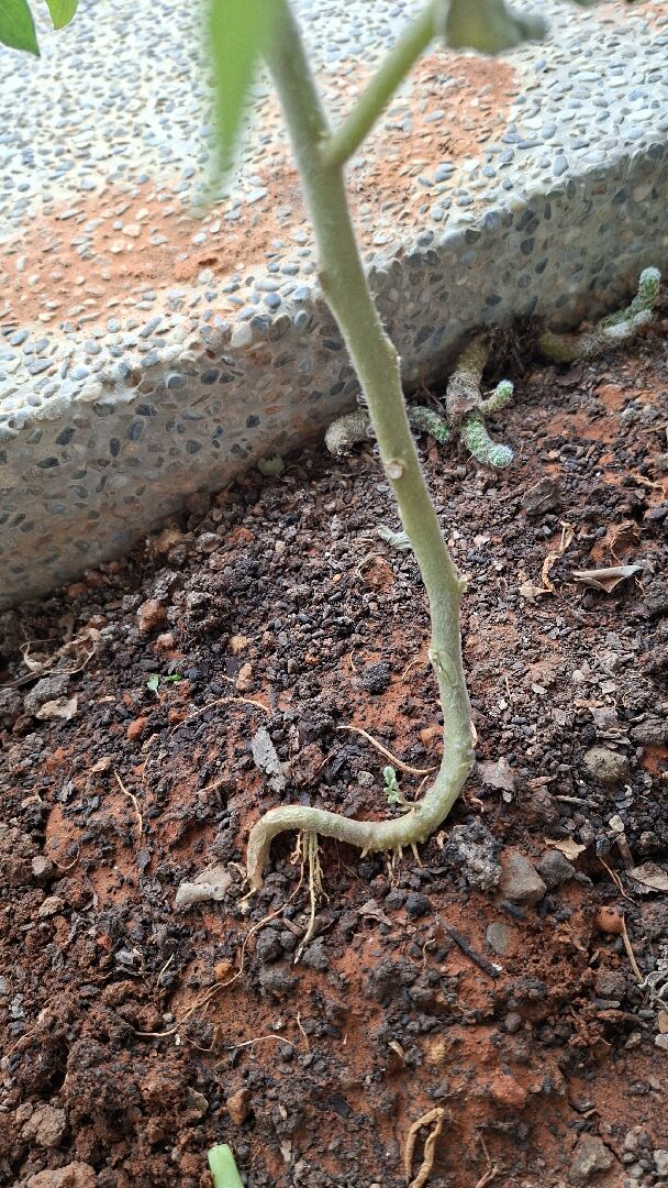 蕃茄枯萎