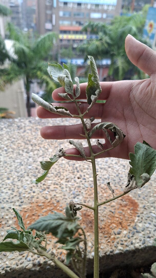 蕃茄枯萎