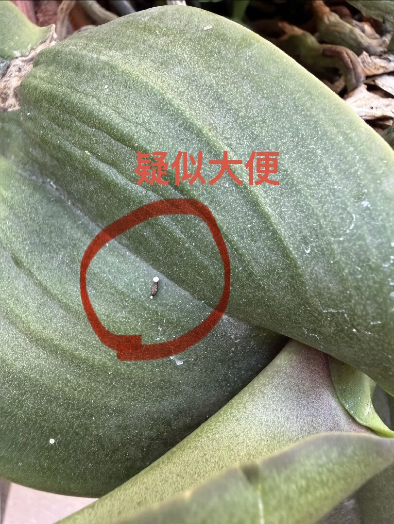 請問蝴蝶蘭葉子被誰吃了呢