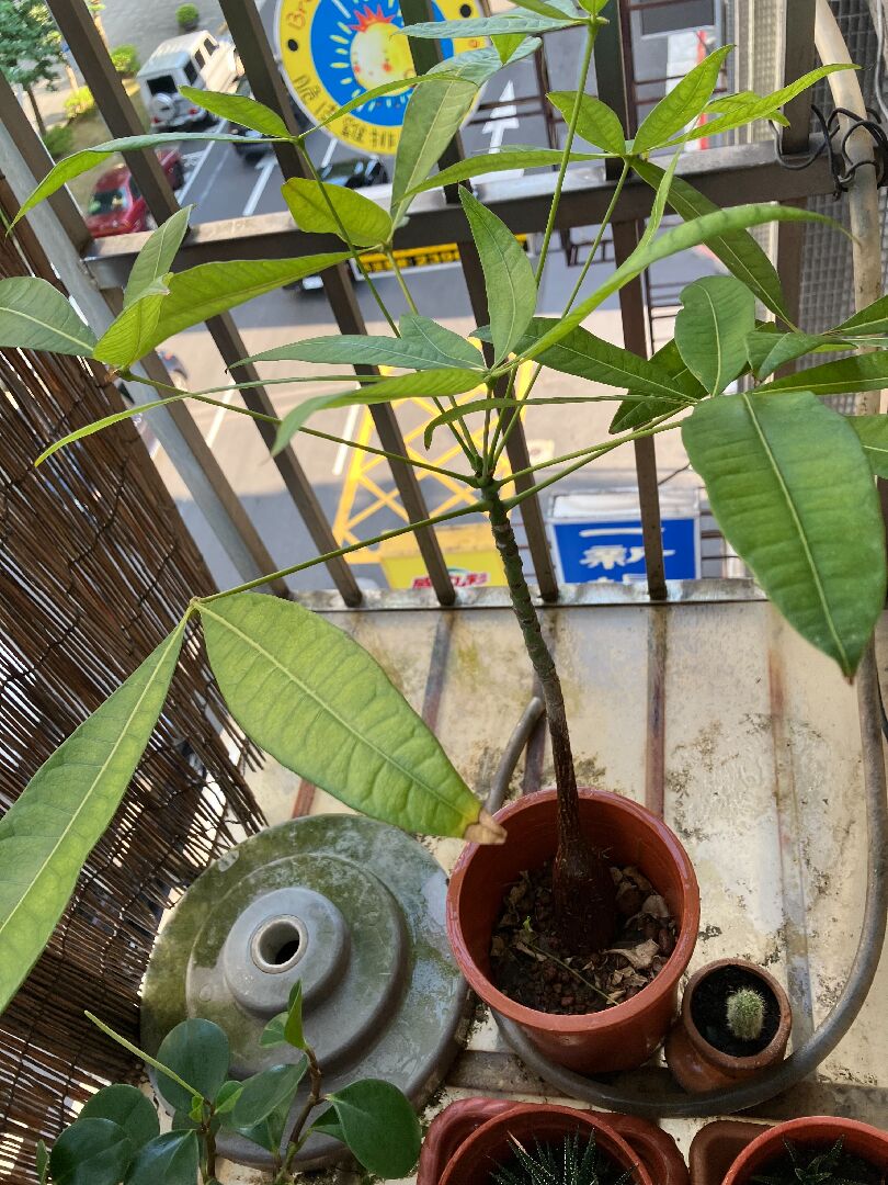 馬拉巴栗周邊長出嫩芽或雜草？拔除或共生？