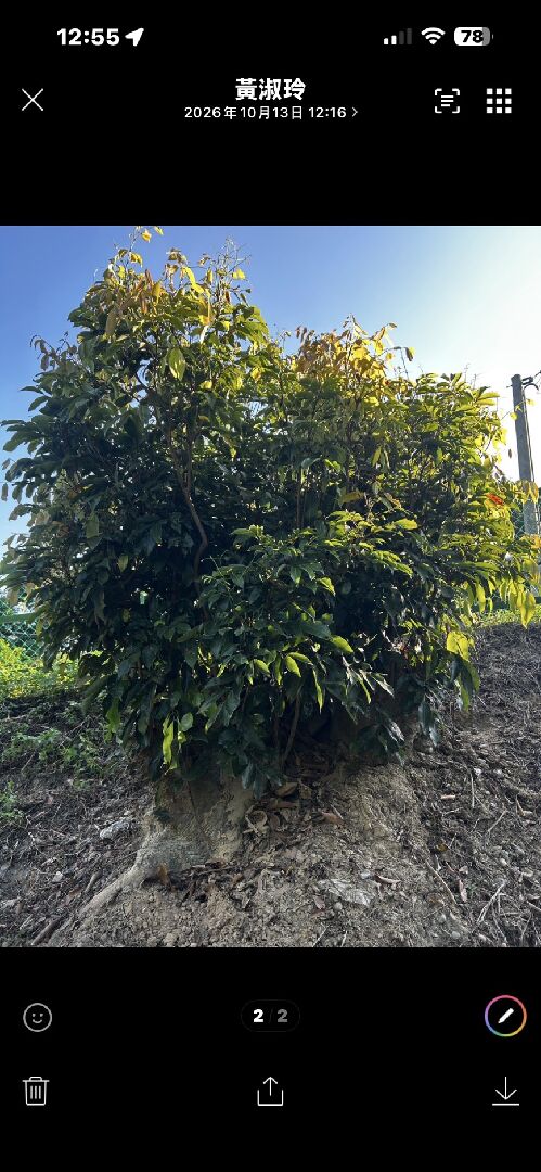 荔枝種植