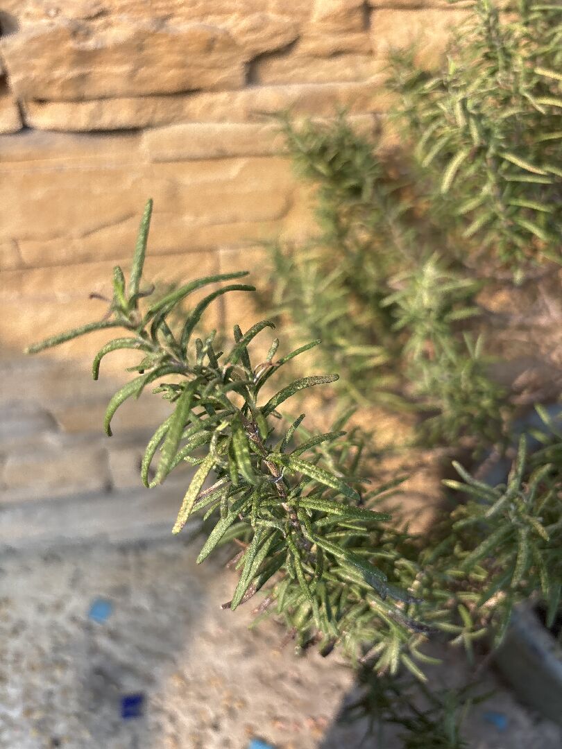 迷迭香葉子有白色點點？
