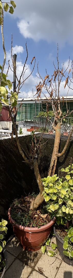 玉蘭花葉子掉光如何拯救
