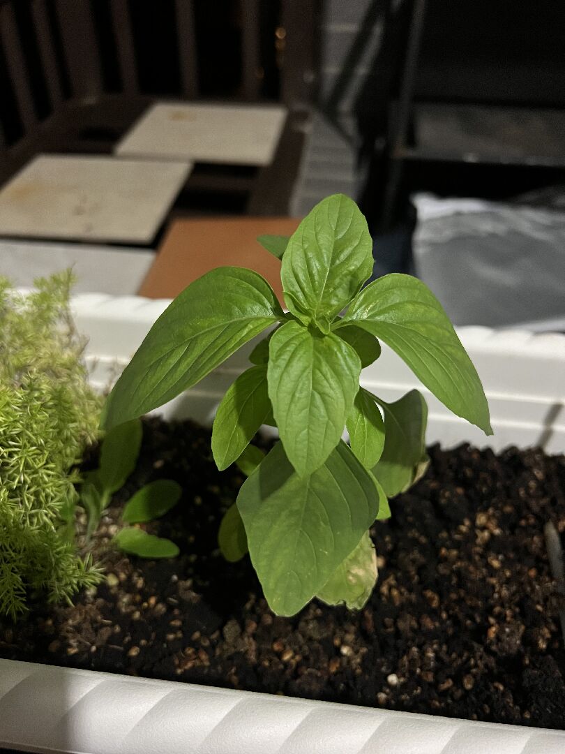 想詢問這是什麼植物