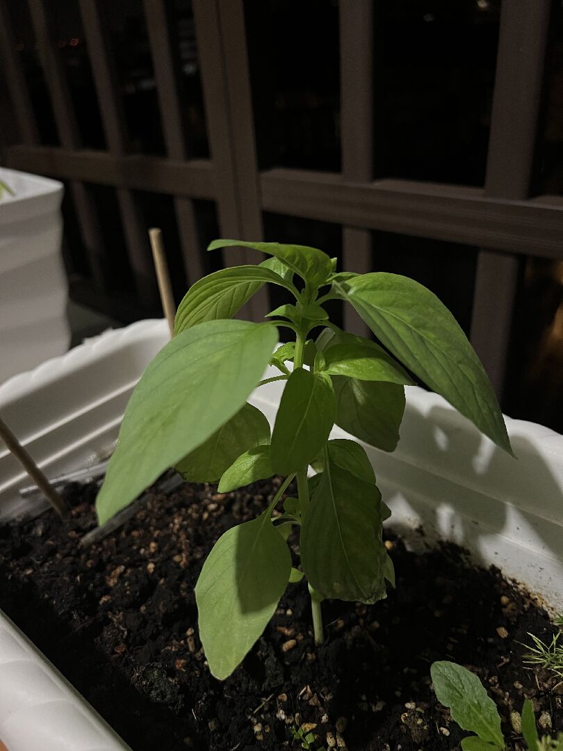 想詢問這是什麼植物