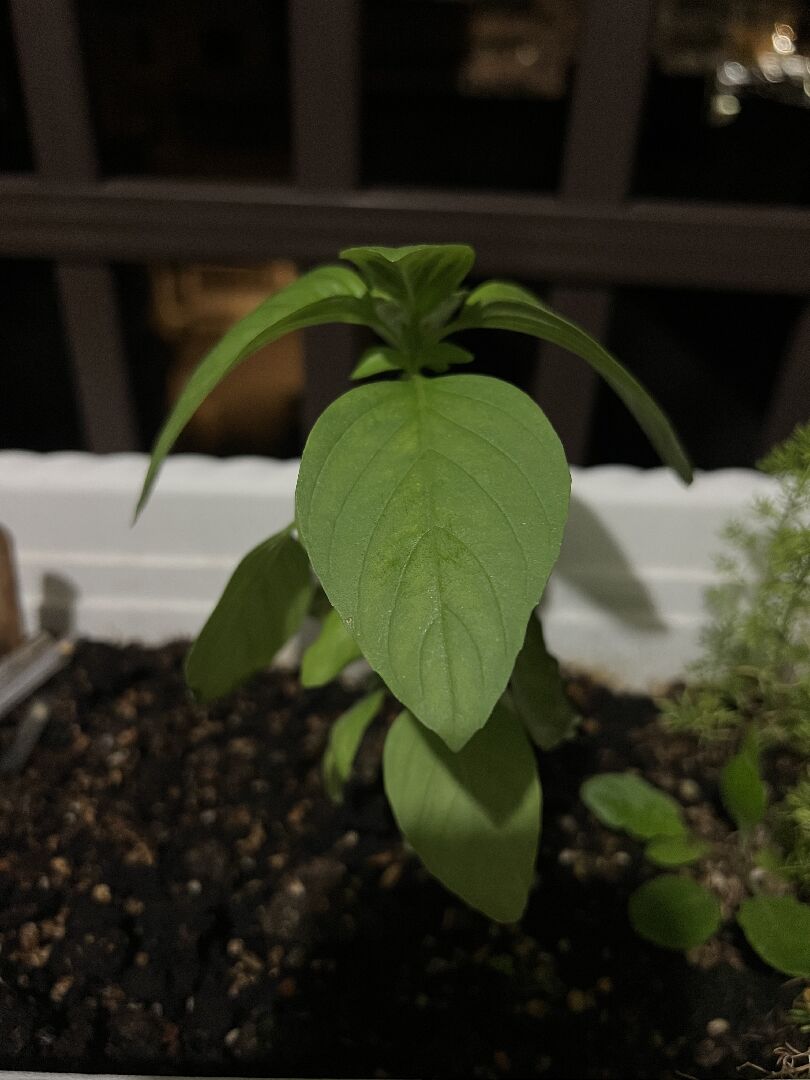 想詢問這是什麼植物