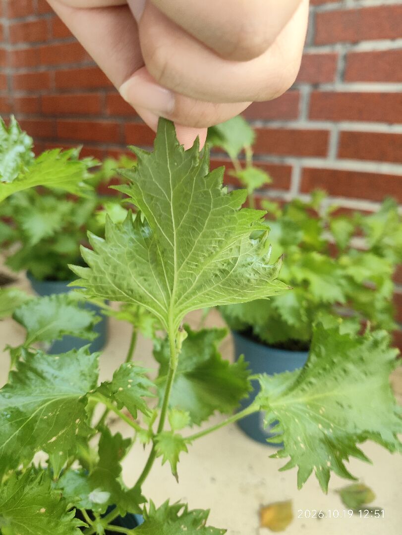 為什麼它上面有黃橘色的點點