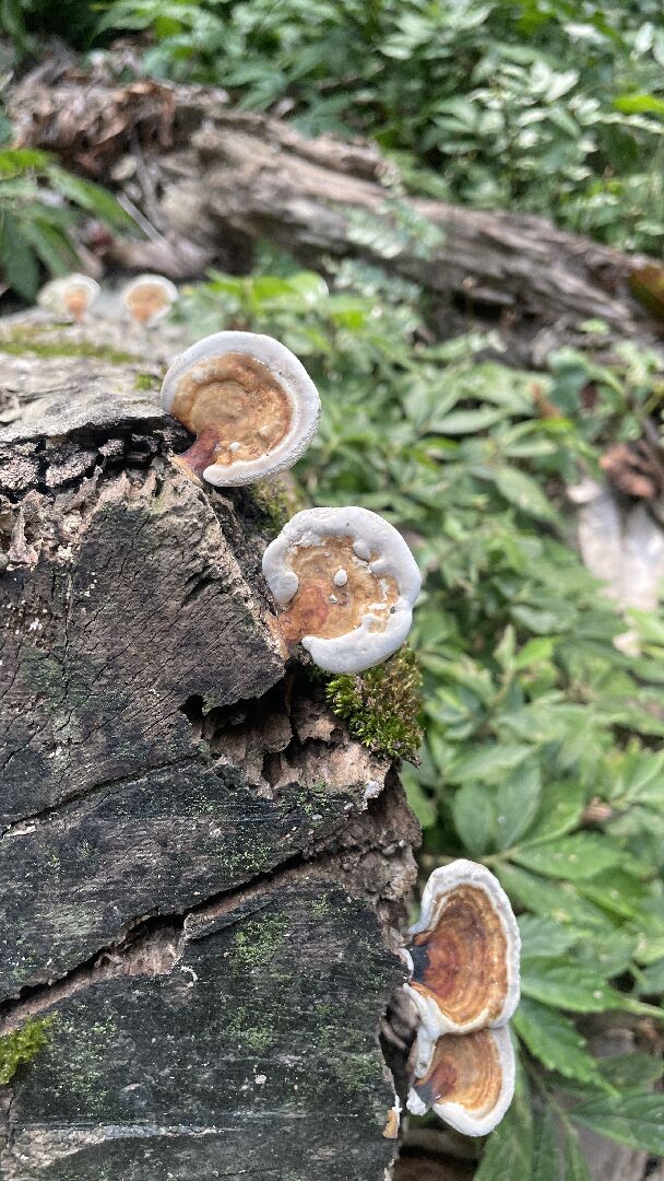 這是什麼靈芝還木耳