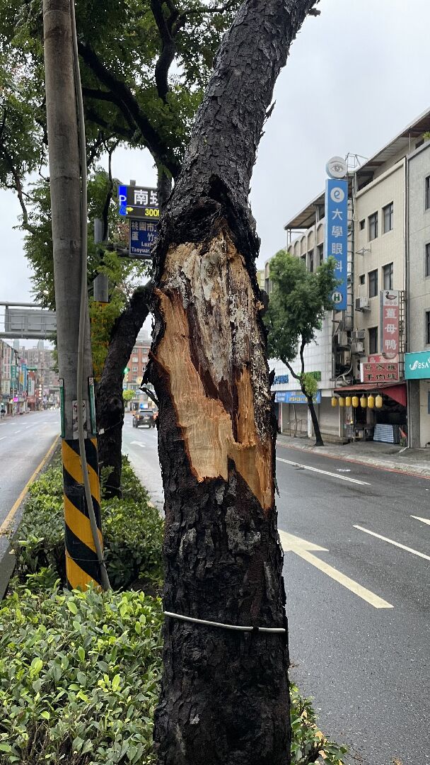 請問這棵樹為什麼斷枝後裡面白白軟軟的