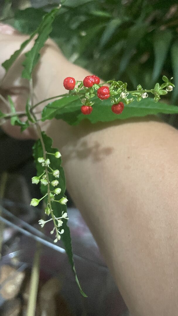 這是什麼植物?