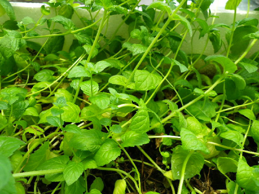 植物的莖大而葉小