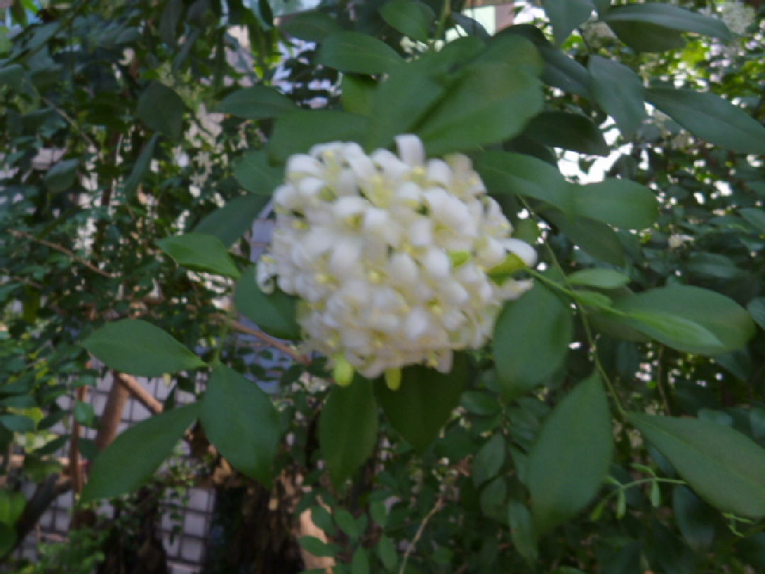 101年8月蘇澳家中花園開的花