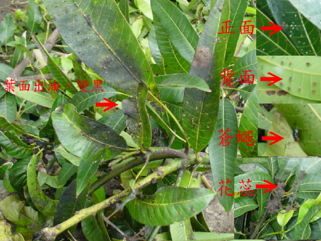 芒果病蟲害不結果