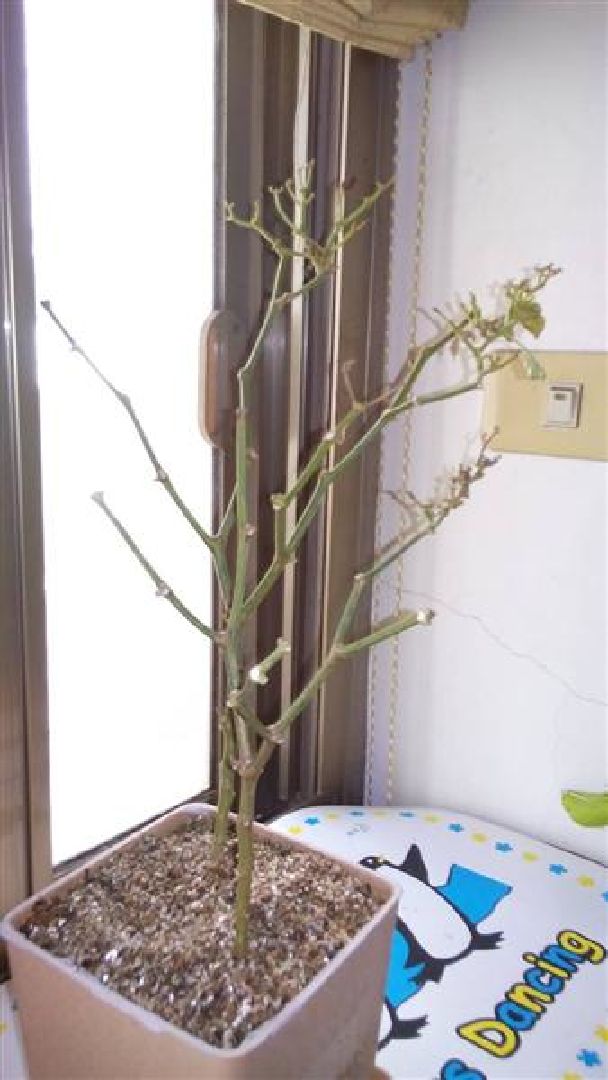 半年餘不長新葉枝椏,感覺停止生長..