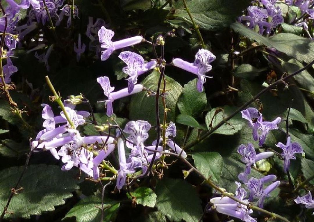 開紫花的植物