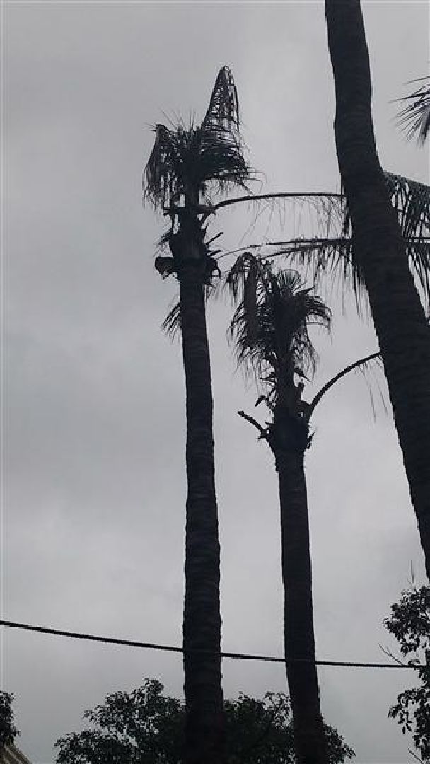 椰子樹-1