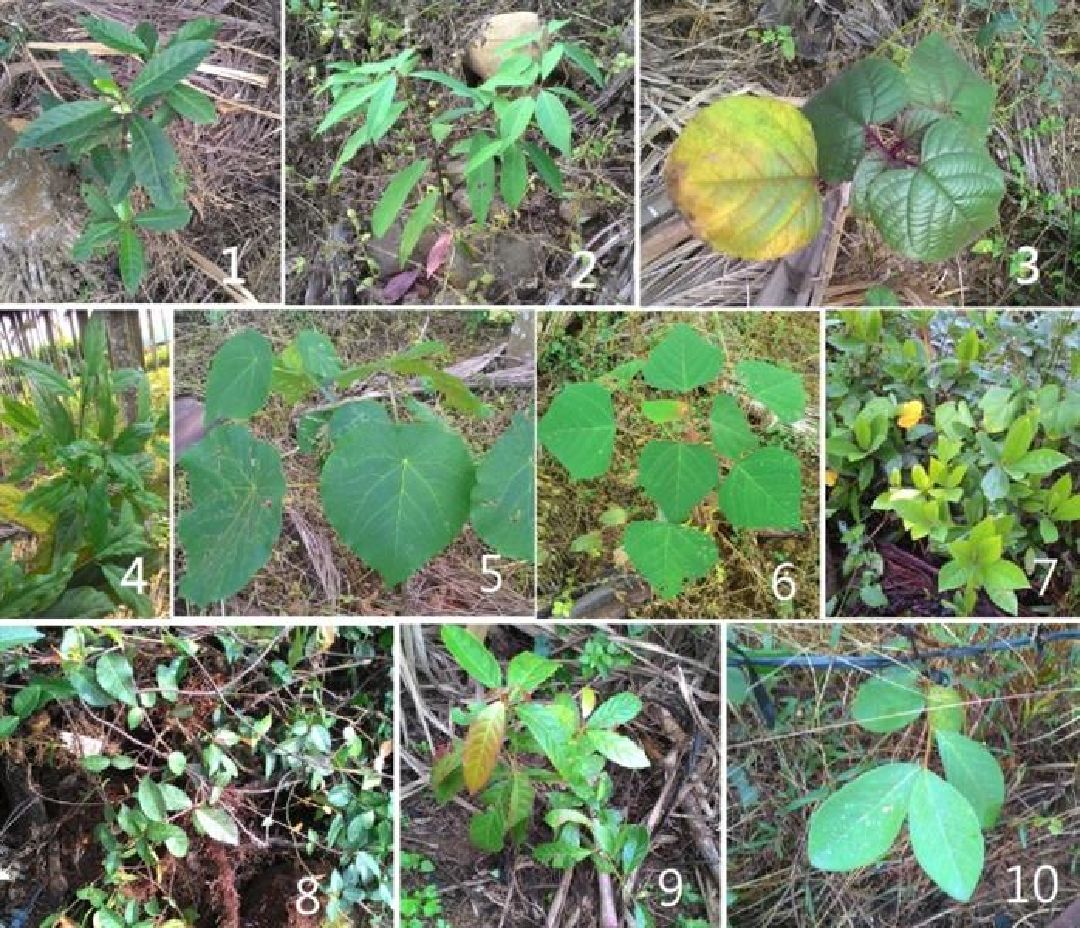 田間植物