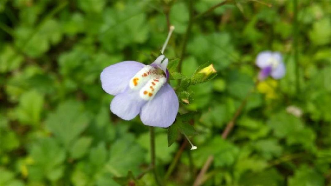 比一塊錢還小喔